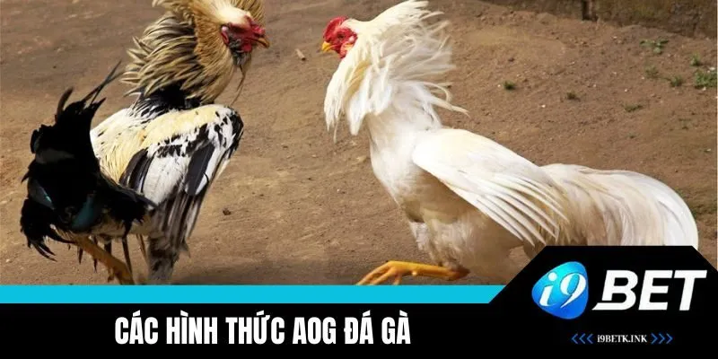 Đáp ứng nhiều loại hình cược gà