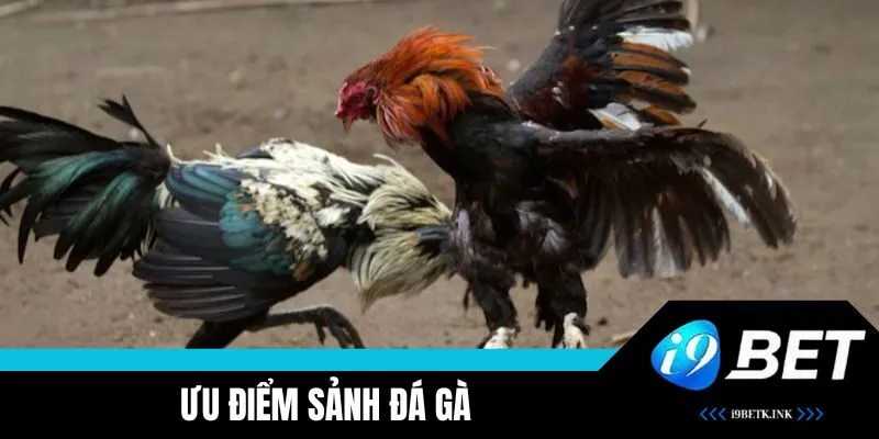 Nét nổi bật của sảnh cược