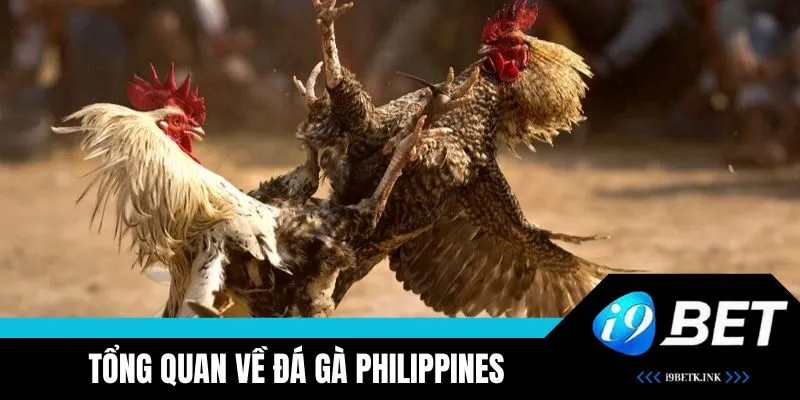 Tổng quan về hình thức đá gà Philippines tại i9BET