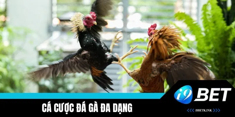 Cá cược đá gà đa dạng, luật rõ ràng, kết quả minh bạch