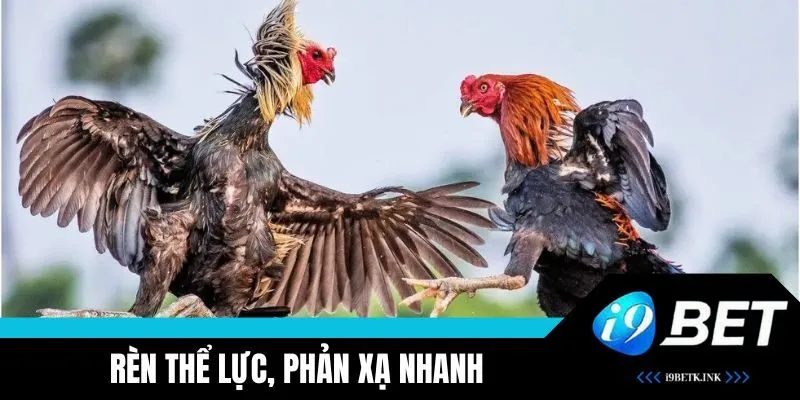 Rèn thể lực, phản xạ nhanh, kỹ thuật giúp gà tre ra đòn hiểm