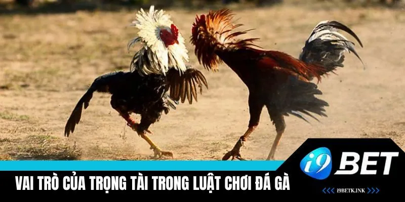Vai trò trọng tài trong luật chơi đá gà