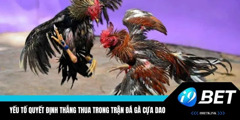 Các yếu tố quyết định kết quả của các trận chọi gà